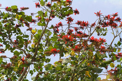 Erythrina variegata